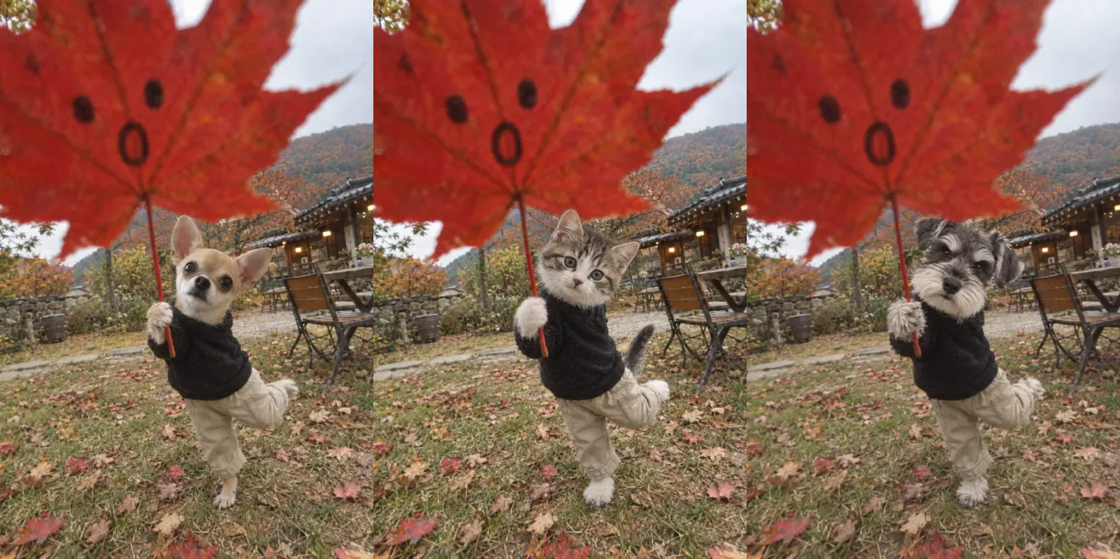 A chihuahua, a tabby kitten, and a schnauzer in black sweaters and beige trousers, each standing on one leg under a giant red maple leaf with a doodled face