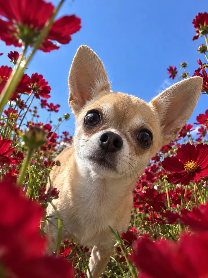 Result · Chihuahua