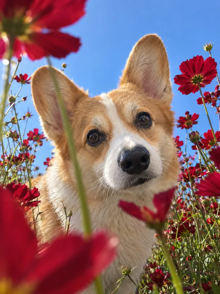 Result · Welsh corgi