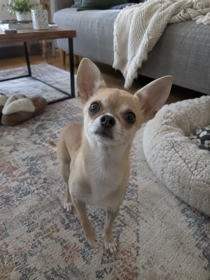 Input · Chihuahua