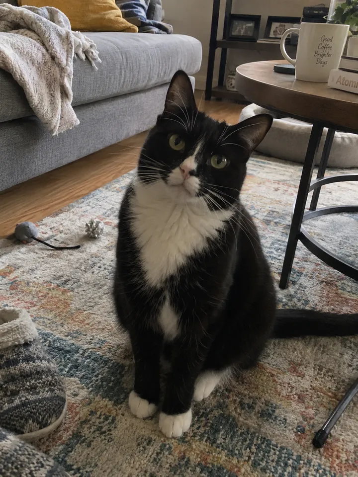 Input · Tuxedo cat