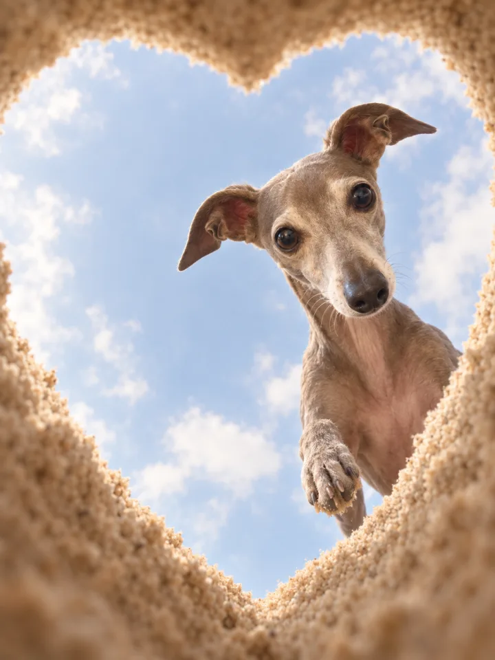Result · Louie · Italian greyhound