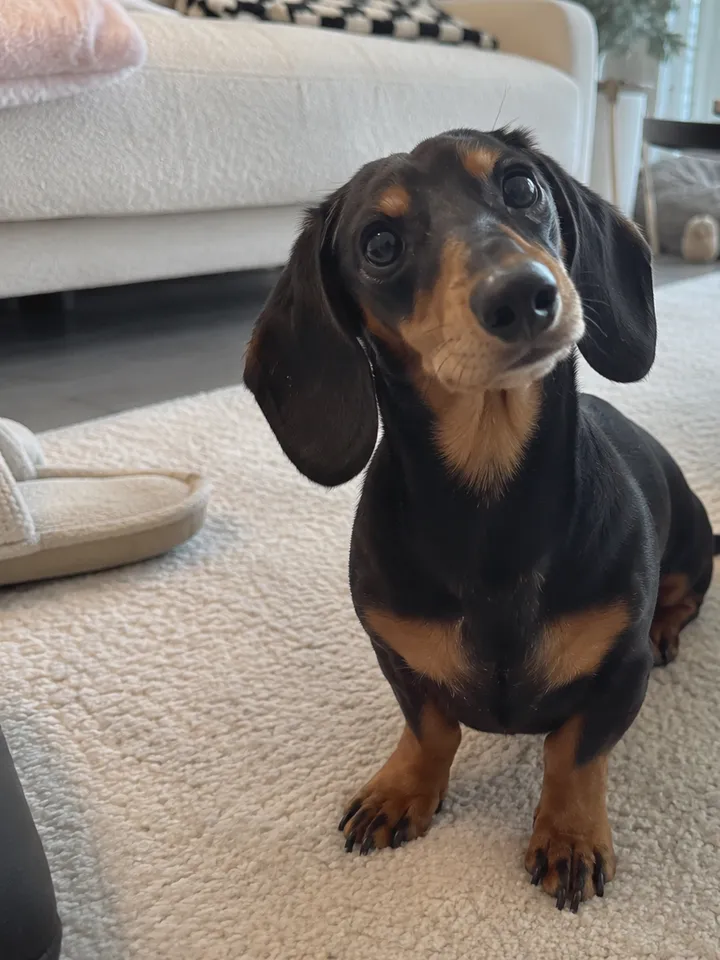 Input · Dachshund