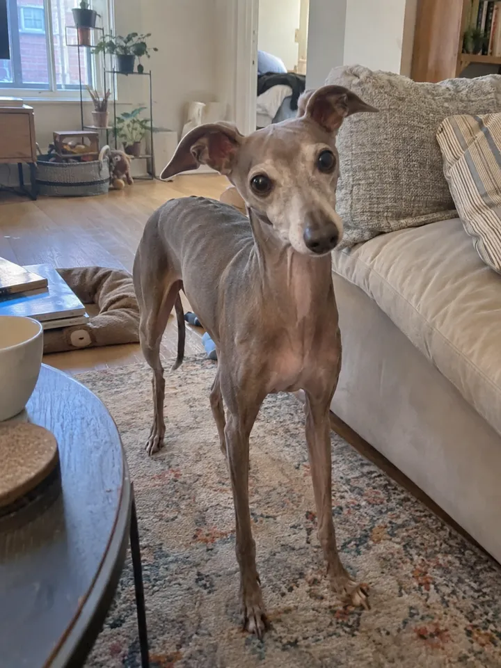 Input · Louie · Italian greyhound
