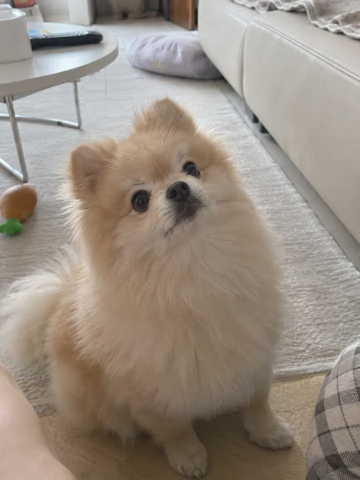 Input · Pomeranian