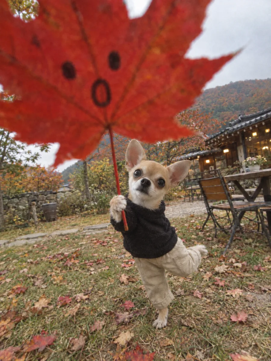 Result · Chihuahua