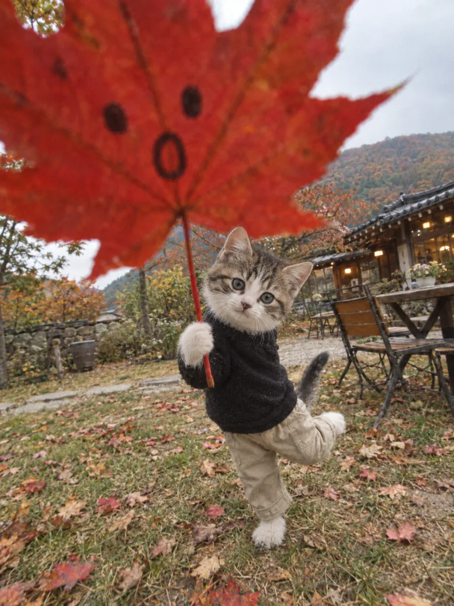 Result · Kitten