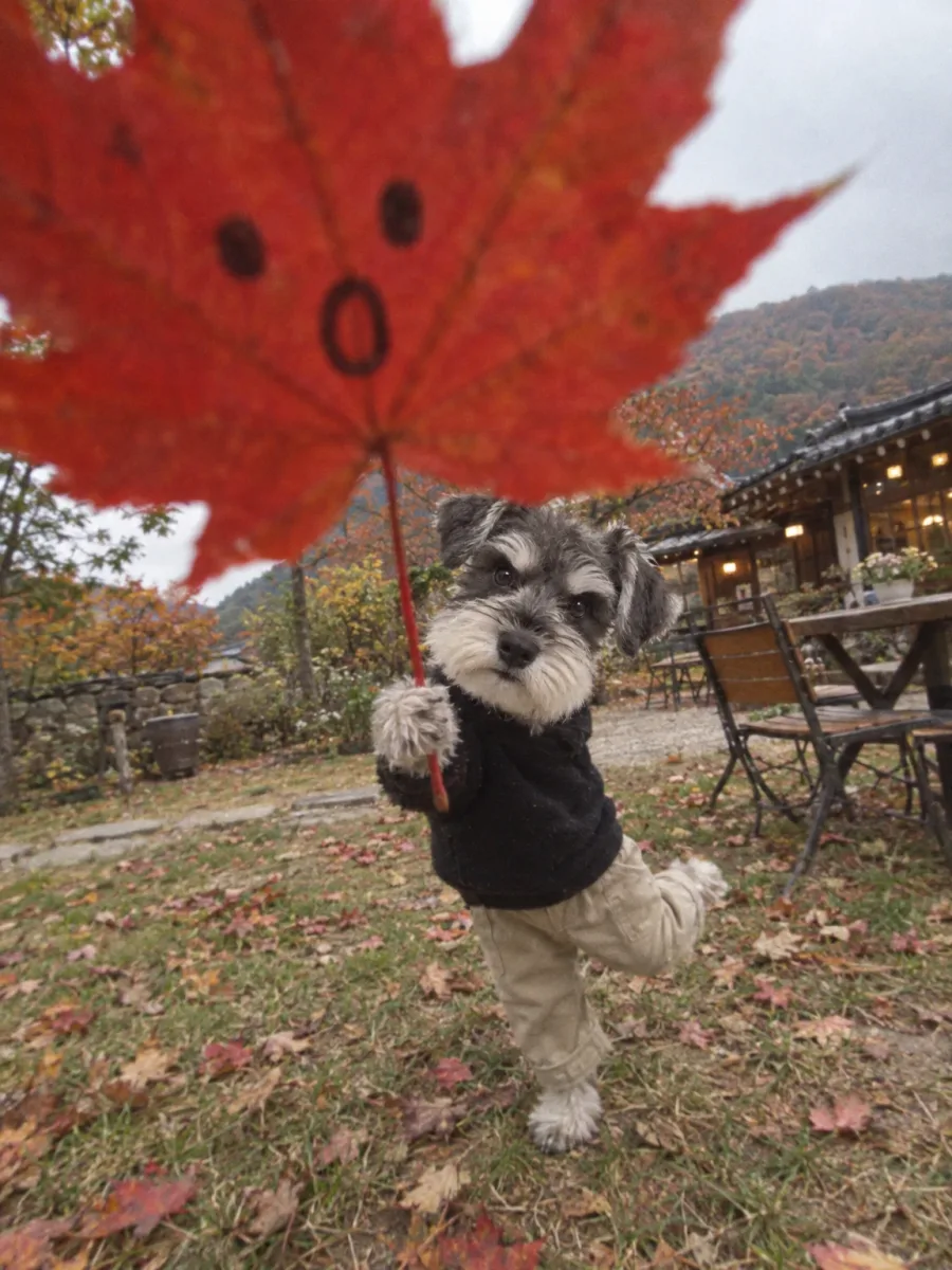 Result · Schnauzer